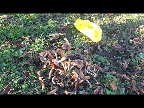 Видео: Осінні будні на селі.