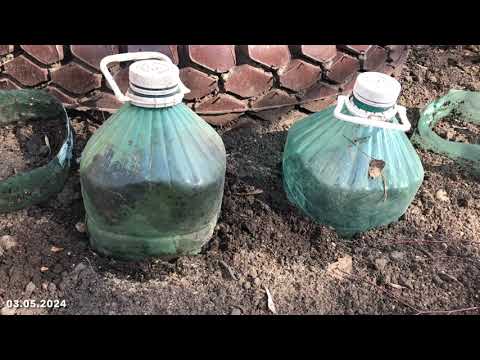 Видео: Мшанка из семян. Первая пикировка. Третий месяц после посева