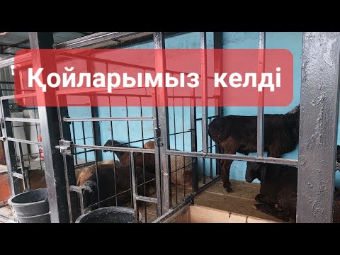 Видео: Қой қораға келді. Енді қойдың  жем-шөбін қалай дайындаймыз?  Алғашқыда қойлар өзір қалай ұстайды?
