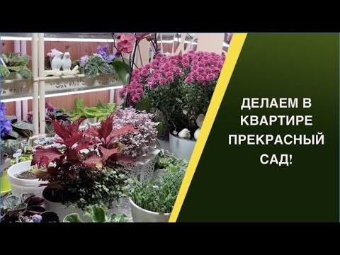 Видео: СОЗДАЕМ УЮТНЫЙ МАЛЕНЬКИЙ САДИК В КВАРТИРЕ!