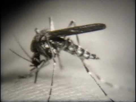 Видео: Отряд двукрылые