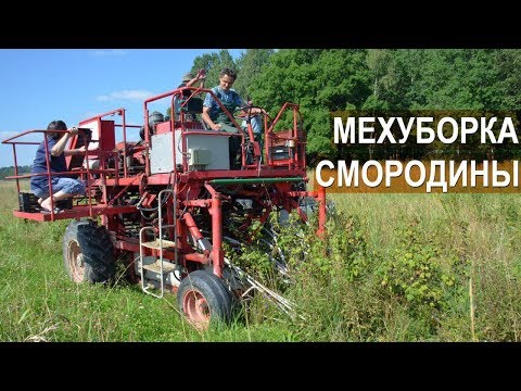 Видео: Механизированная уборка смородины. ООО Озерный край