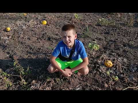 Видео: Ось такий друзi бiзнес.Гарбуз Болгарка.Передискувати?#огород #гарбузи #фермер #урожай #село