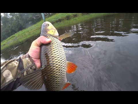 Видео: Ловля Голавля и Жереха на Волкер!