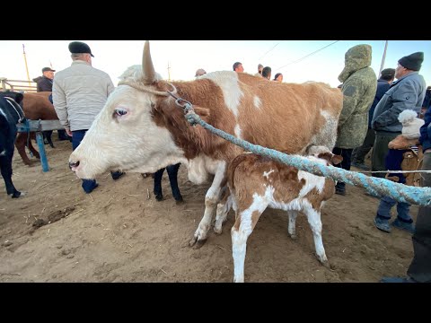 Видео: ОНА БОЛА БУҒОЗ ВА КСИР СИГИР НАРХЛАРИ СИММЕНТАЛ СИГИРНИ ЗУРИ ТУШДИ БУГУН БОҒОТ МОЛ БОЗОРИ 12.11.2025