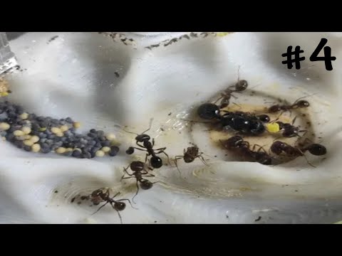 Видео: ПОДПИСЧИКИ! НУЖНА ПОМОЩЬ С МУРАВЬЯМИ! /  Муравьиная ферма #4.
