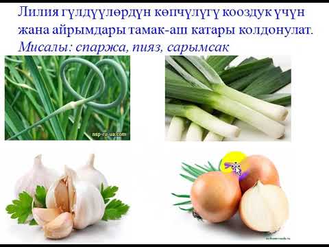 Видео: Бир үлүштүүлөр классы лилия гүлдүүлөр тукуму