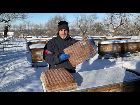 Видео: Сітка для збору прополісу (10.01.2024 р.)