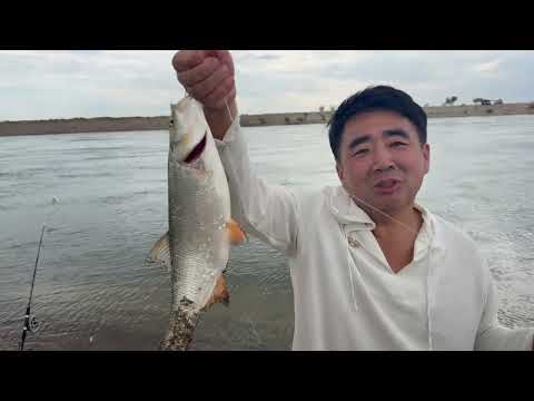 Видео: РЫБАЛКА НА РЕКЕ ИЛИ ПОГОДА ПРОТИВ НАС, РЫБА ТОЖЕ… ЗАТО ПАБИ и ЖАРЕХА ПРИ НАС!