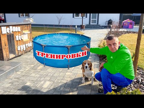 Видео: ШЕРЛОК И ТРЕНИРОВКИ НА УЛИЦЕ. СОБАКЕ НУЖНО ХУДЕТЬ. БРОС ШОУ ПЕТ