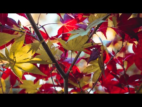 Видео: Осенний сплин. Мелодичная песня🍓