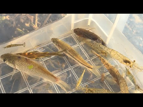 Видео: Захватывайте и наблюдайте за существами в мутной реке. Разная рыба, креветки.