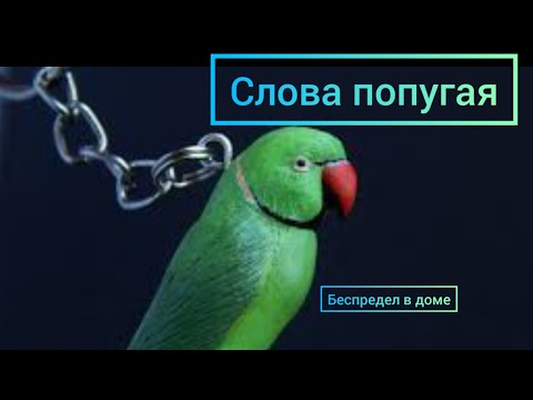 Видео: Ожереловый Попугай Слова попугая
