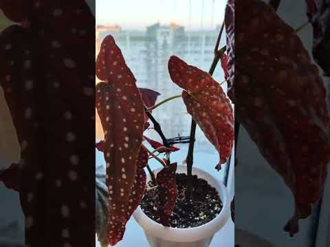 Видео: Воскресный день цветочницы. 😜Кейны на окне 🌿☘️🍀#комнатныерастения #кейн #бегонии #бегония #растения