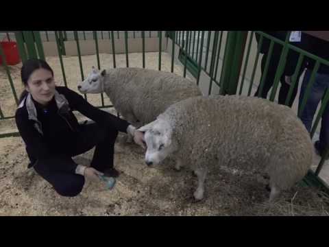 Видео: Открытие выставки "Агрофарм-2017". ВДНХ 07.02.2017 года