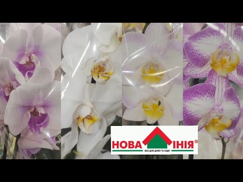 Видео: 🇺🇦"Нова Лінія" вражає!!!