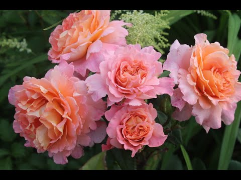 Видео: ❗🌹 Из 300 Сортов РОЗ Выделю Именно Эти 😍💕 КРАСАВИЦЫ Моего Сада 🌹💕👍