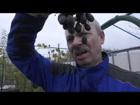 Видео: Ще три форми покинули мій виноградник