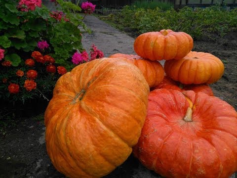 Видео: Урожай тыквы. Север Бурятии.