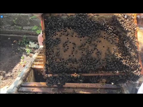 Видео: 14 августа - изоляция маток в зиму. Сыворотка в пчеловодстве творит чудеса!