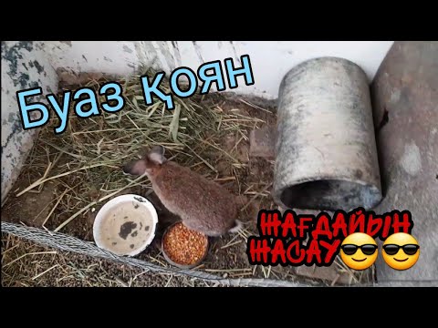 Видео: Қояндар не жейді қалай карау керек