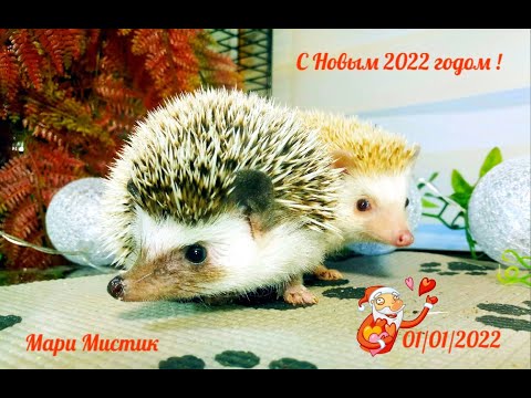 Видео: Кормлю ежей сырым МЯСОМ / Дарья и Василий ЕЖИ