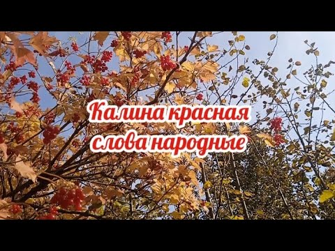 Видео: Калина красная