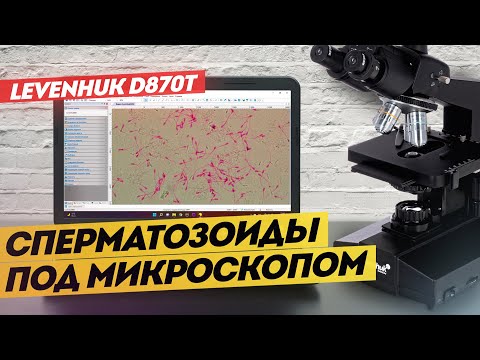 Видео: Лабораторный микроскоп LEVENHUK D870T С КАМЕРОЙ | Обзор и тест