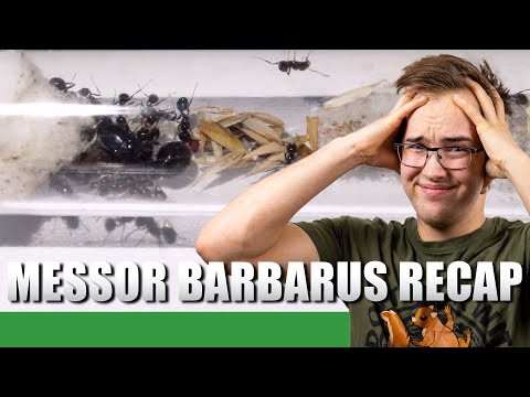 Видео: ЧЕМУ Я НАУЧИЛСЯ, СОХРАНЯЯ МЕССОР БАРБАРУСА | Обновление старого мессора Барбаруса №9 — Энт Холлеуфер