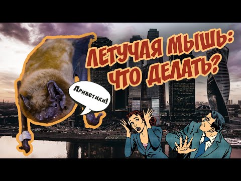 Видео: Что делать при ВСТРЕЧЕ С ЛЕТУЧЕЙ МЫШЬЮ? Краткая инструкция 🦇