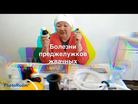 Видео: Болезни преджелудков жвачных