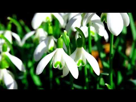 Видео: Ошо - Утренние медитации,  02. Ты неотделим от бытия, озвучивает Nikosho.