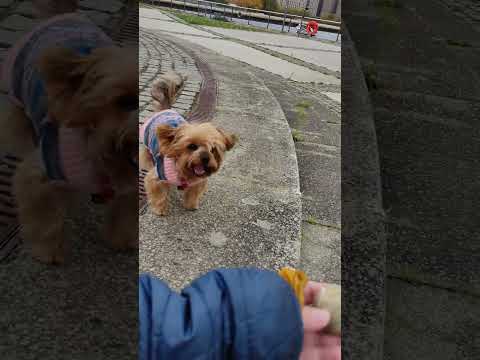 Видео: Йорки Люси восстанавливается после серьёзной травмы