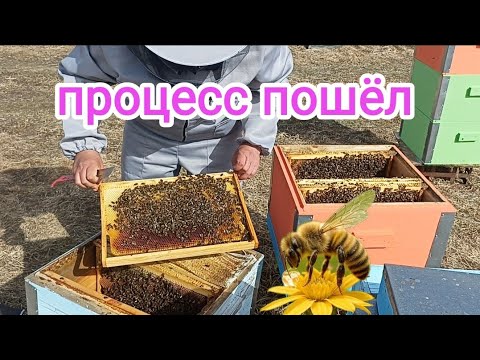 Видео: Весенняя ревизия пчёл на пасеке! Пчеловодство!