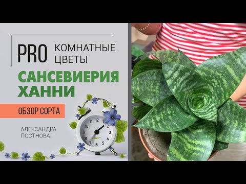 Видео: Сансевиерия - тещин язык или щучий хвост? Или просто очень неприхотливое растение?