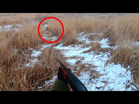 Видео: Охота на зайца. Как один РАНЕНЫЙ заяц ПОДСТАВИЛ двух ДРУГИХ. Охота по чернотропу. Сезон 2021-2022