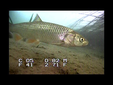 Видео: Зимова риболовля на річці Прут. \ підводна зйомка \