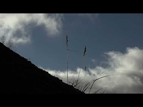 Видео: ЭТЮД В МРАЧНЫХ ТОНАХ