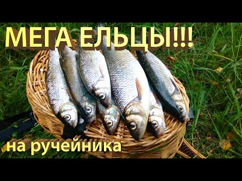 Видео: Рыбалка на ельца. МЕГА ЕЛЬЦЫ!!! Подбор мушки на водоеме. Ловим ручейником ELC CADDIS.