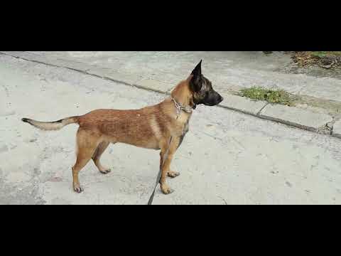 Видео: Зи, социализация