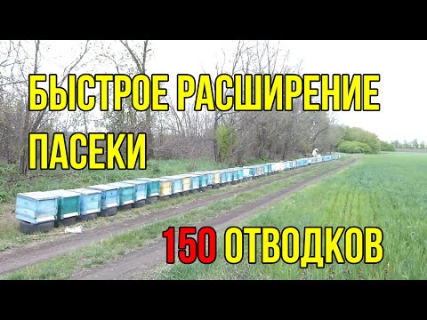 Видео: Отводки пчел  , Как сделать отводок пчел