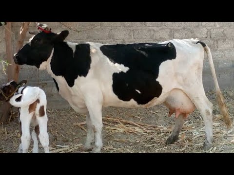 Видео: 4.Сар Оча Бача Аргиналош омад Аз Бекзод чинда гирен тозза Чорнопиёстр 13.октября 2025 г