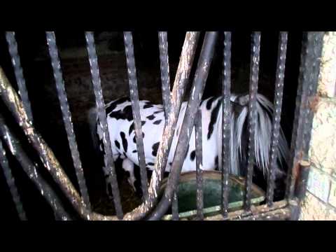 Видео: Комплекс "Калимански Хан"