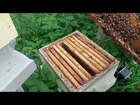 Видео: Изоляция маток рулит. Результат по мёду.