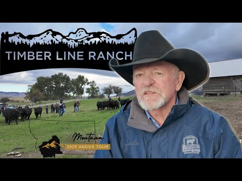 Видео: Выращивание ангусов для настоящих фермеров | Timber Line Ranch