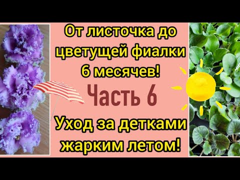 Видео: Краткий обзор деток у листа и важные советы по уходу за детками и взрослыми фиалками жарким летом!