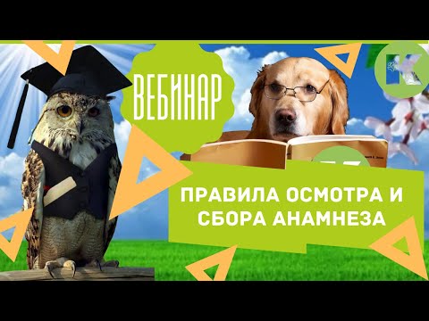 Видео: Вебинар. Правила осмотра и сбора анамнеза – для владельцев животных. Ветклиника "Котонай".
