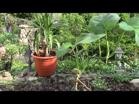 Видео: Комнатные растения.  Большая пересадка растений в апреле!