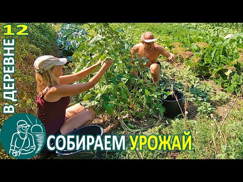 Видео: 🍅 Уборка урожая: фасоль, дыня, картофель, кабачки, кукуруза 🏡 Жизнь Гордеевых в деревне - Влог 12
