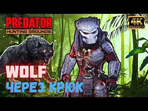 Видео: Predator Hunting Grounds ➤ WOLF ВОЛК через крюк ➤ ОХОТА #172 #predator
